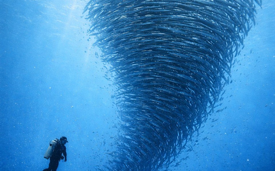 A diver beside a spiralling school of fish in blue water near Maratua.
