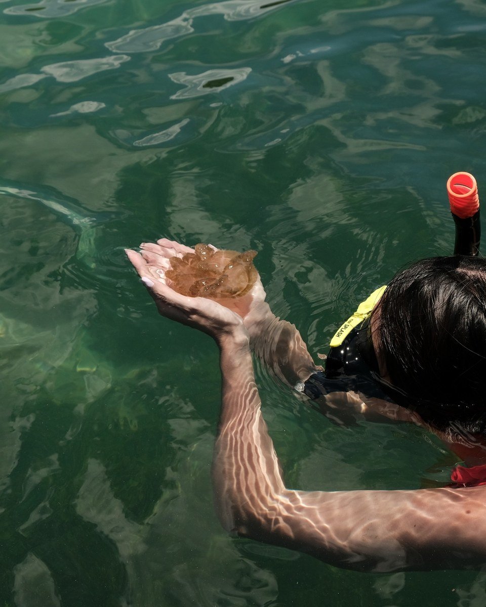 Jellyfish drifting through the water at Kakaban.