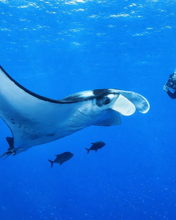 A manta ray gliding above the reef near Sangalaki.