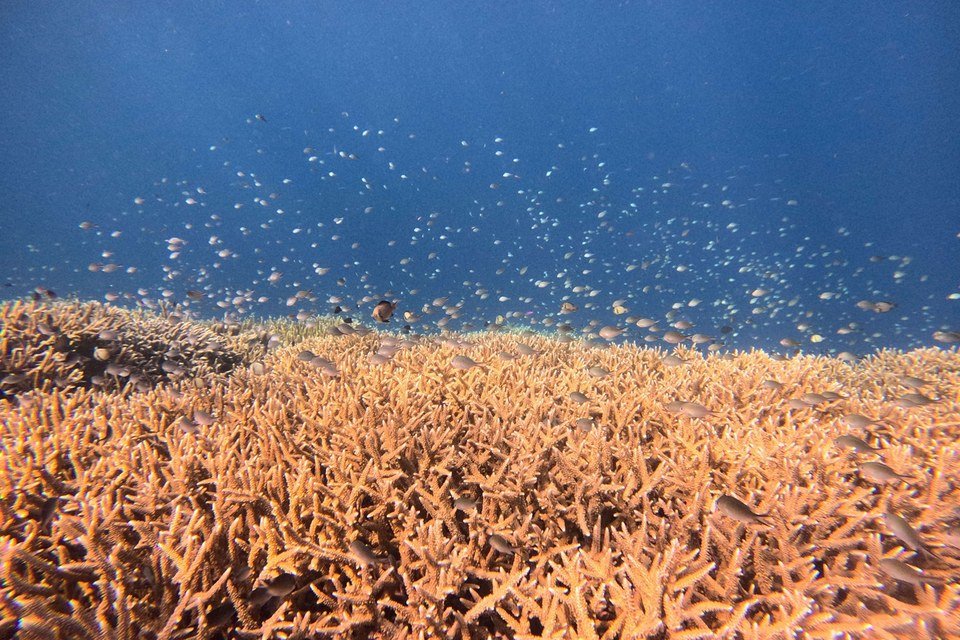 Coral formations beneath clear water near Arasatu on Maratua.