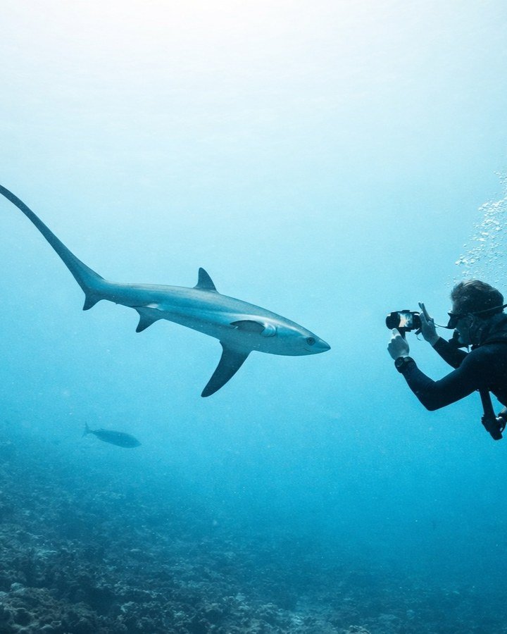 A reef shark moving through blue water during a Cocoral dive journey.