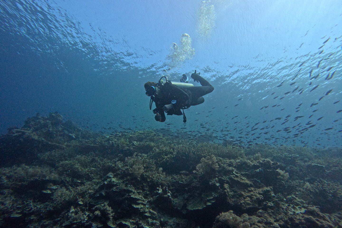 A scuba diver swimming above a coral garden near Arasatu.