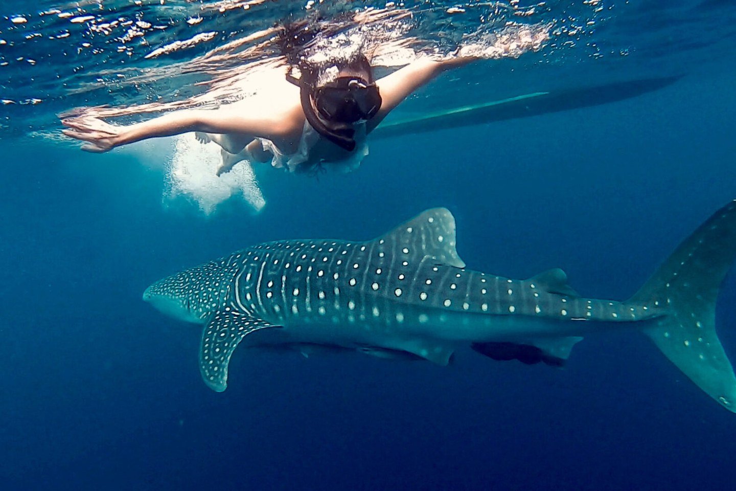 A snorkeller observing a whale shark in open water during a regional marine journey.